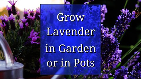 Grow Lavender in Garden or in a Pot