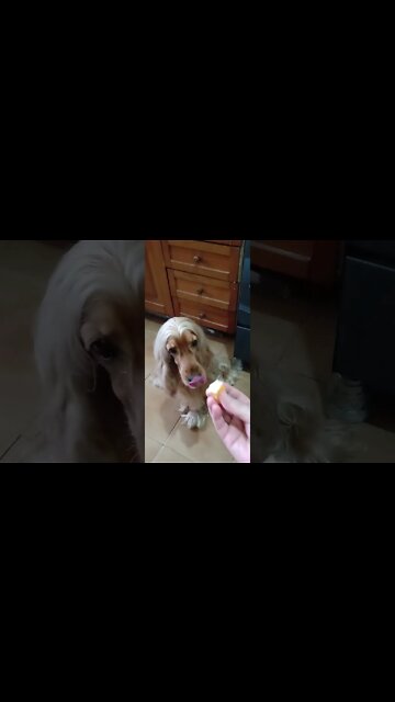 #dogshow, #amimals, #dogs, #shorts