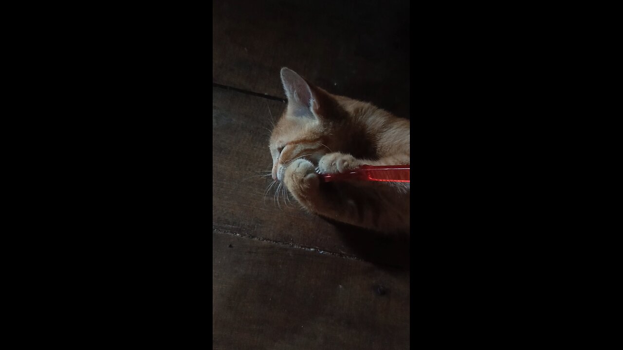 My Orange Cat Brushes His Own Teeth! 😸🪥