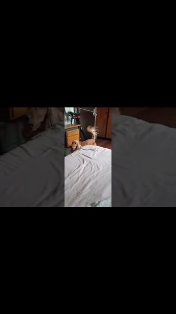 #dogshow , #animals , #dogs , #shorts