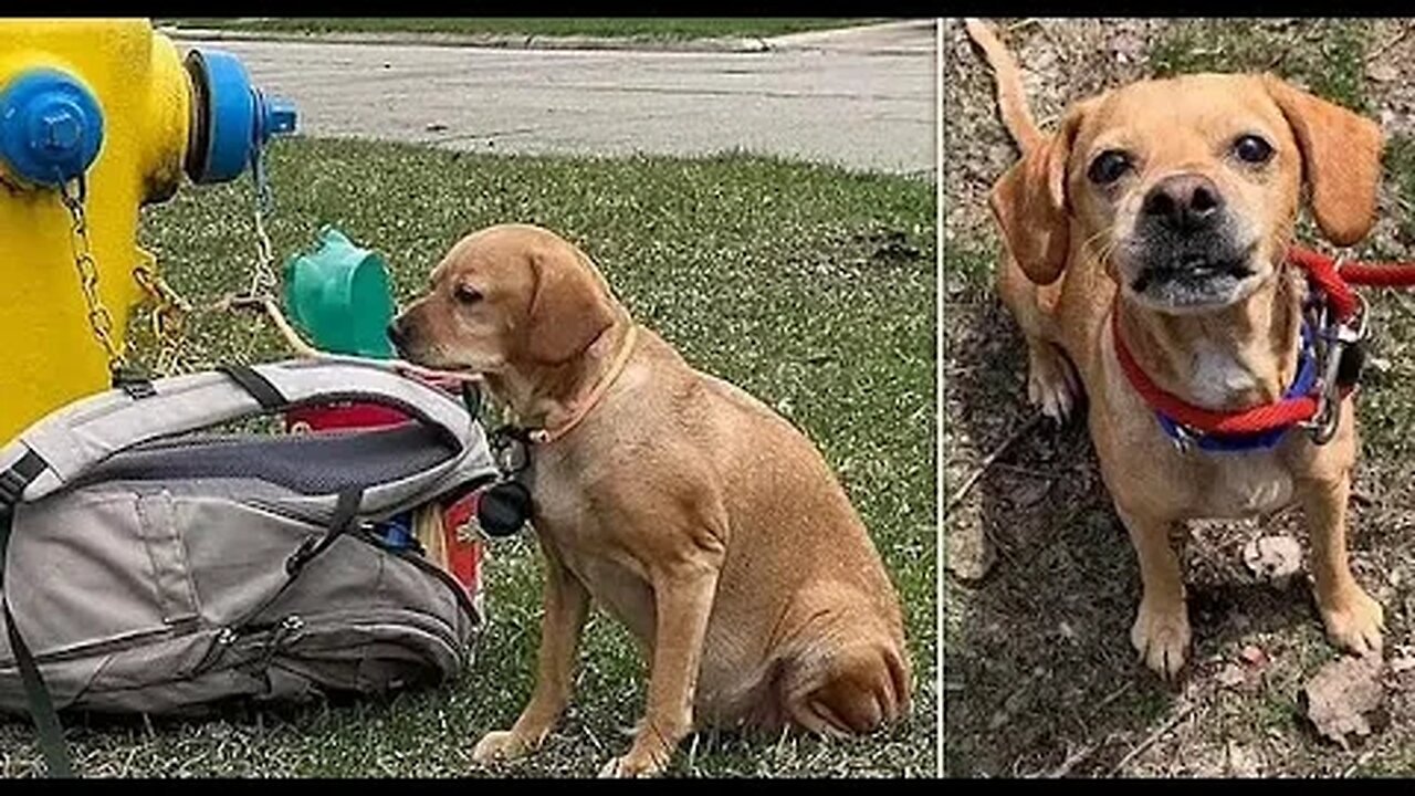 Dog lovers left in tears over pet named Baby Girl found abandoned on the street with a bag of her