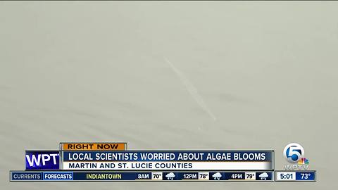 South Florida scientists worry about algae blooms