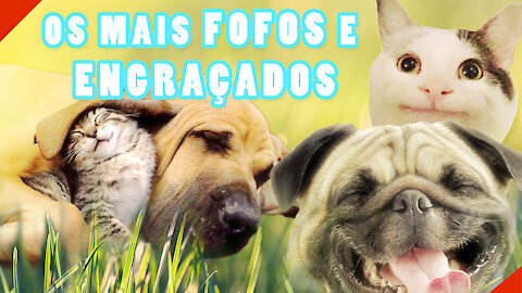Funny animals compilation 2021 - [Try not to LAUGH]