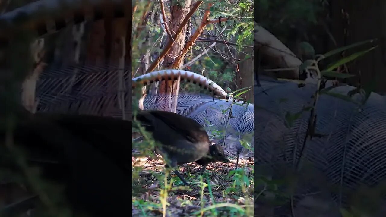 FUNNY Lyrebird Mating Dance (with bird call sounds) #shorts #short