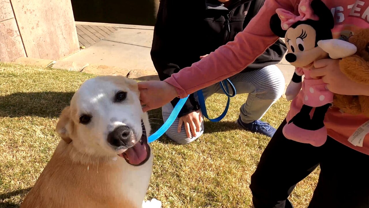 Carly finds Puppy in Park! Great Pyrenees Australian Cattle Dog Mix