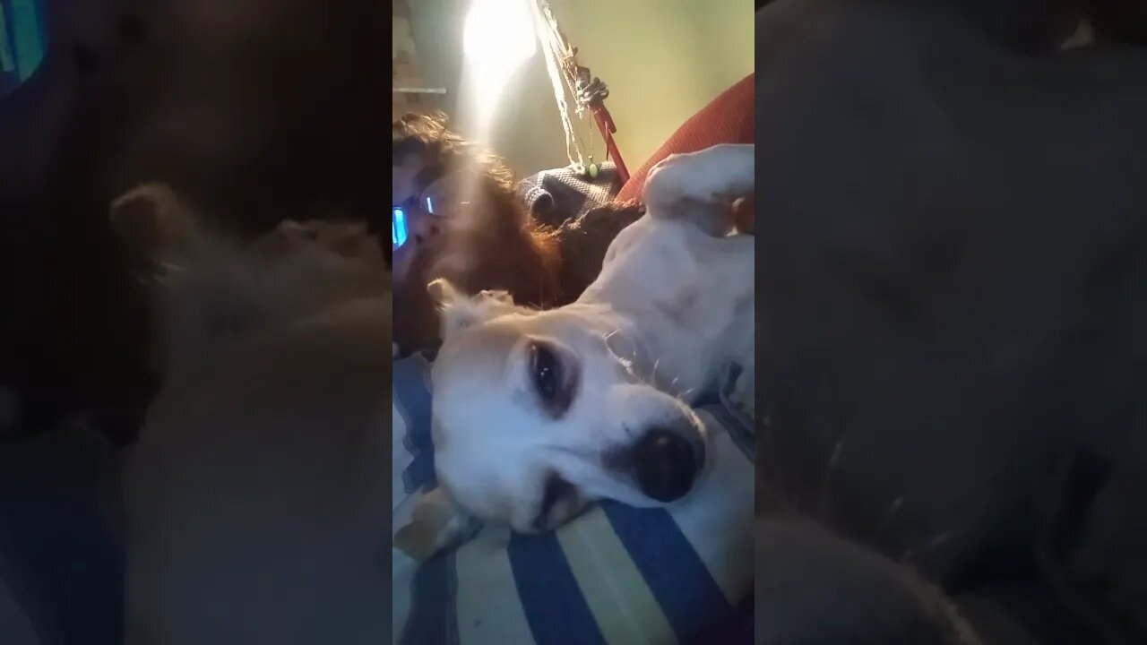 #lazy #baby #dog wanting #attention