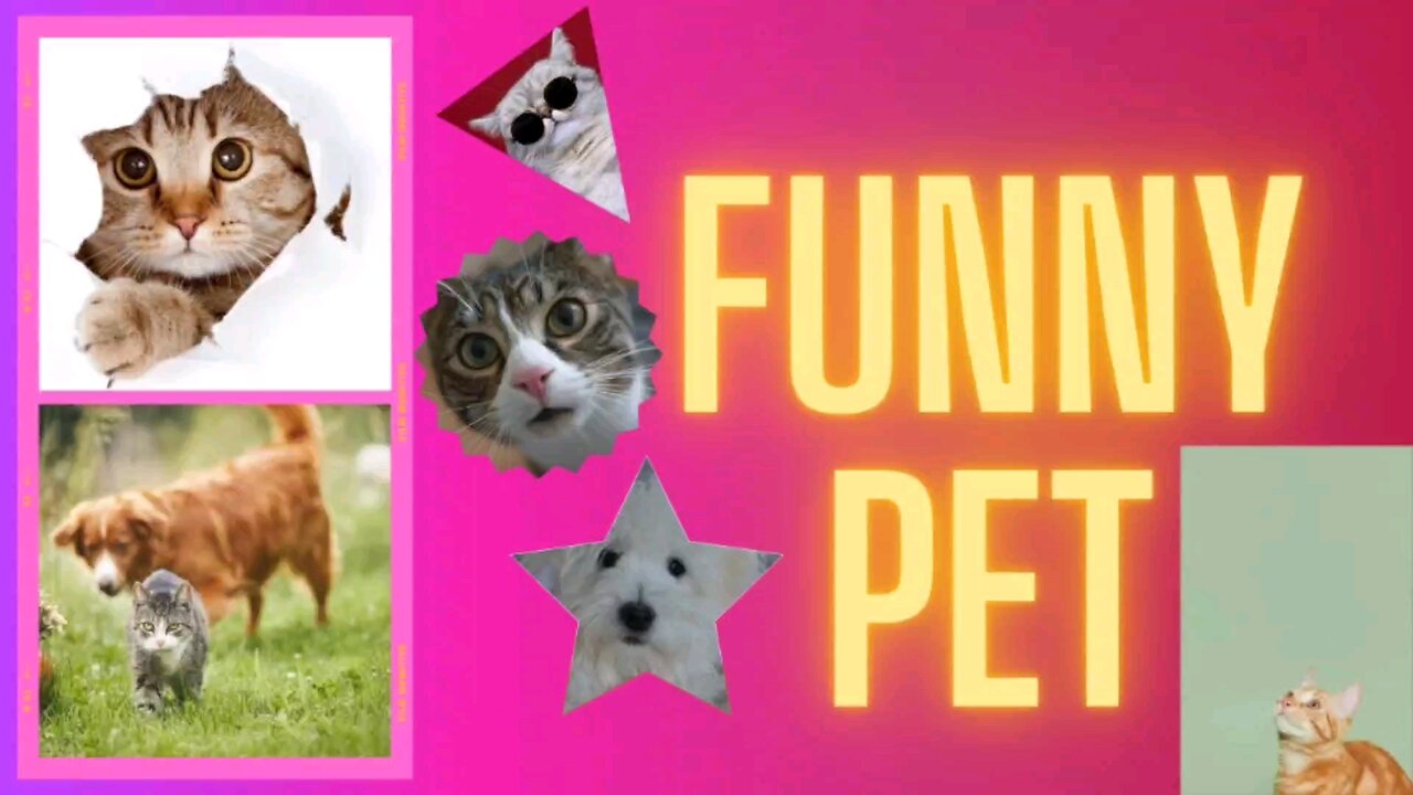 Funny pet videos