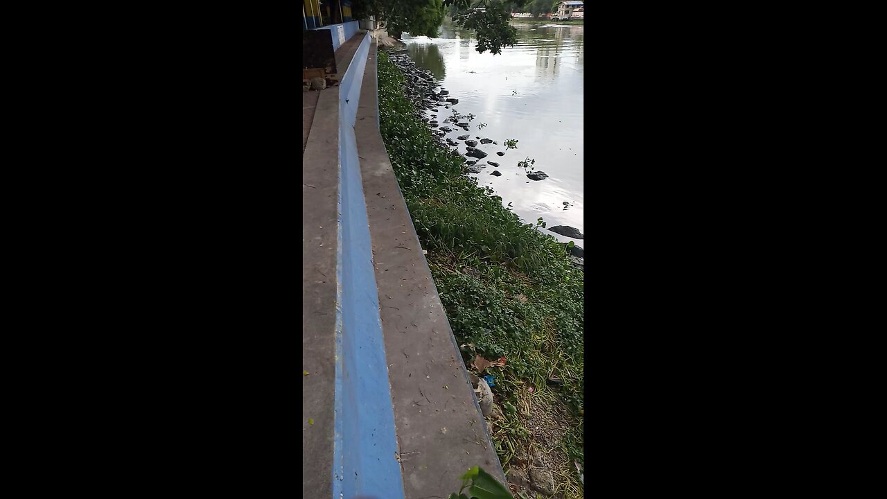 harvesting kangkong in pasig river