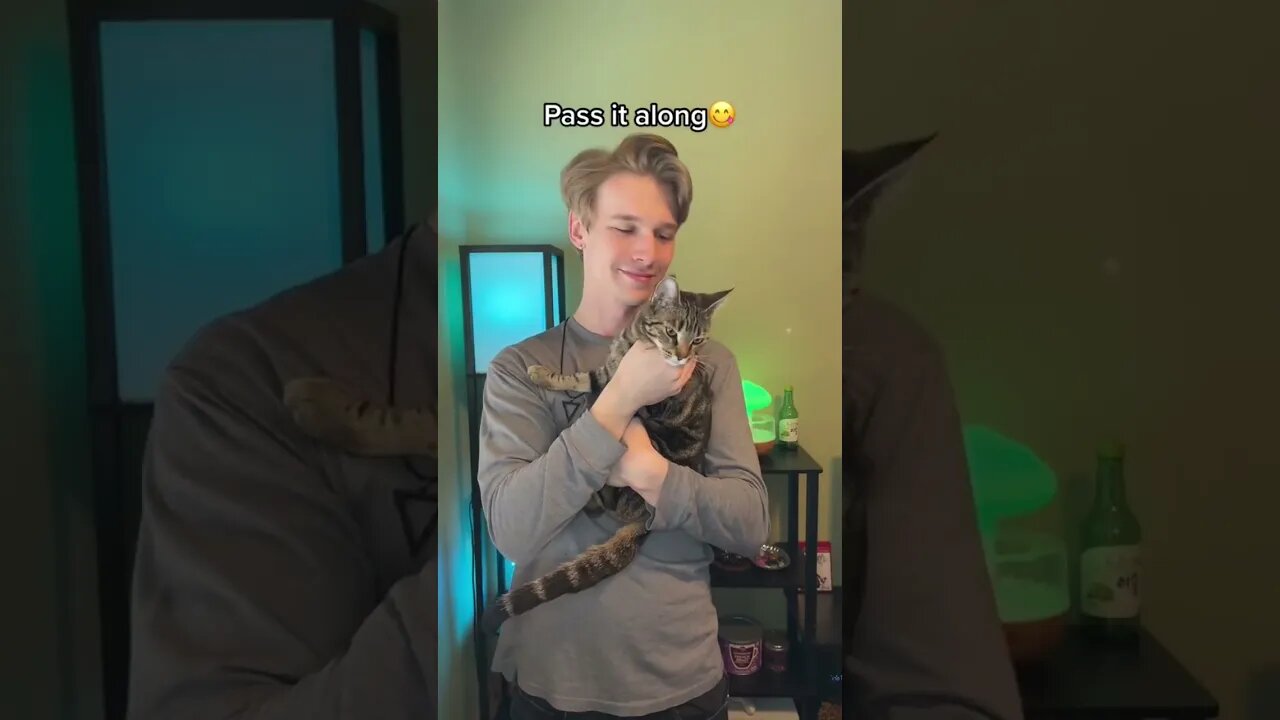 Stop what youre doing and give a pet️❤️ Pass it along😁 #cat #kitten #cute #relatable #relationship