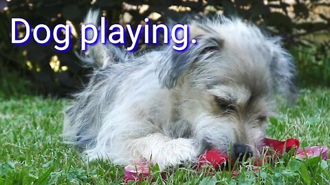 Dog playing || dog cute