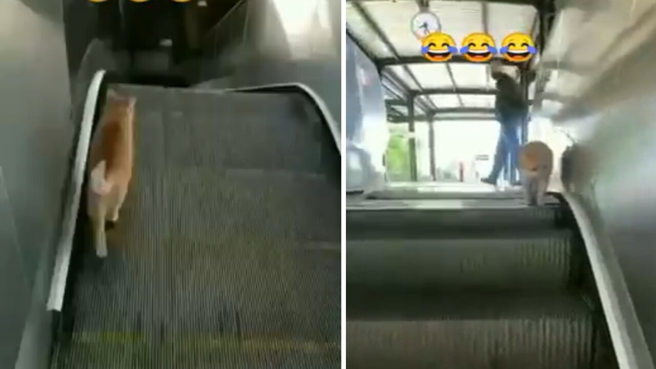 Funny _cat _escalator🙄 walk cat funny _love _mp4