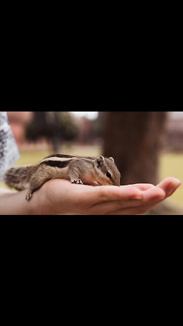 Cute Little Chipmunk Stuffs His Little Cheeks