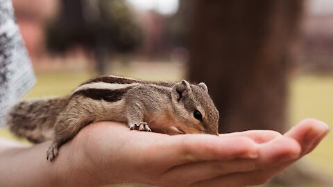 Cute Little Chipmunk Stuffs His Little Cheeks