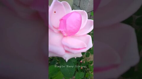Salam Dear World| My Garden Stories #status