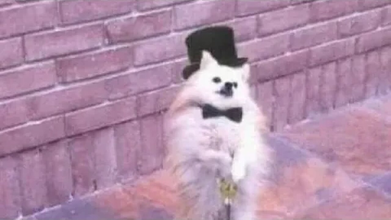 🐑🛑🚫 Silent Acquiesce ⚖🚽