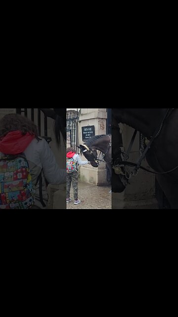The horse likes her touch #horseguardsparade