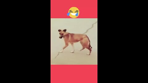 try to not laugh