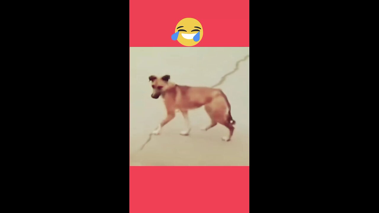 try to not laugh