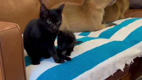 I Fed a Kitten to Capybaras