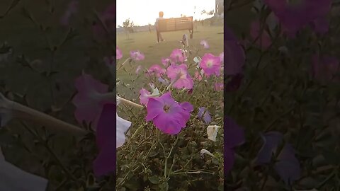 Beautiful purple flowers with afternoon view