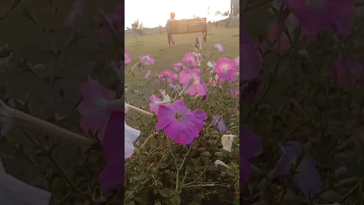 Beautiful purple flowers with afternoon view