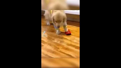 Funny video cute animal dog#trending#funny#pet#viral#dog