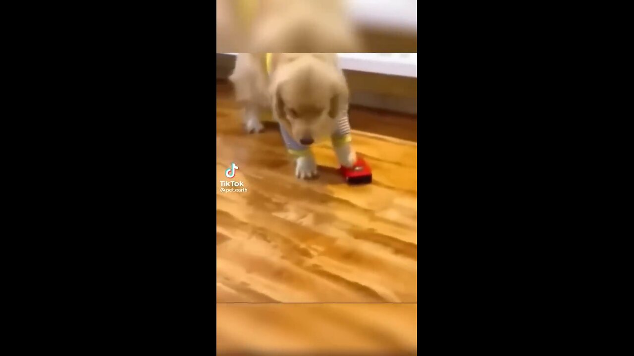 Funny video cute animal dog#trending#funny#pet#viral#dog