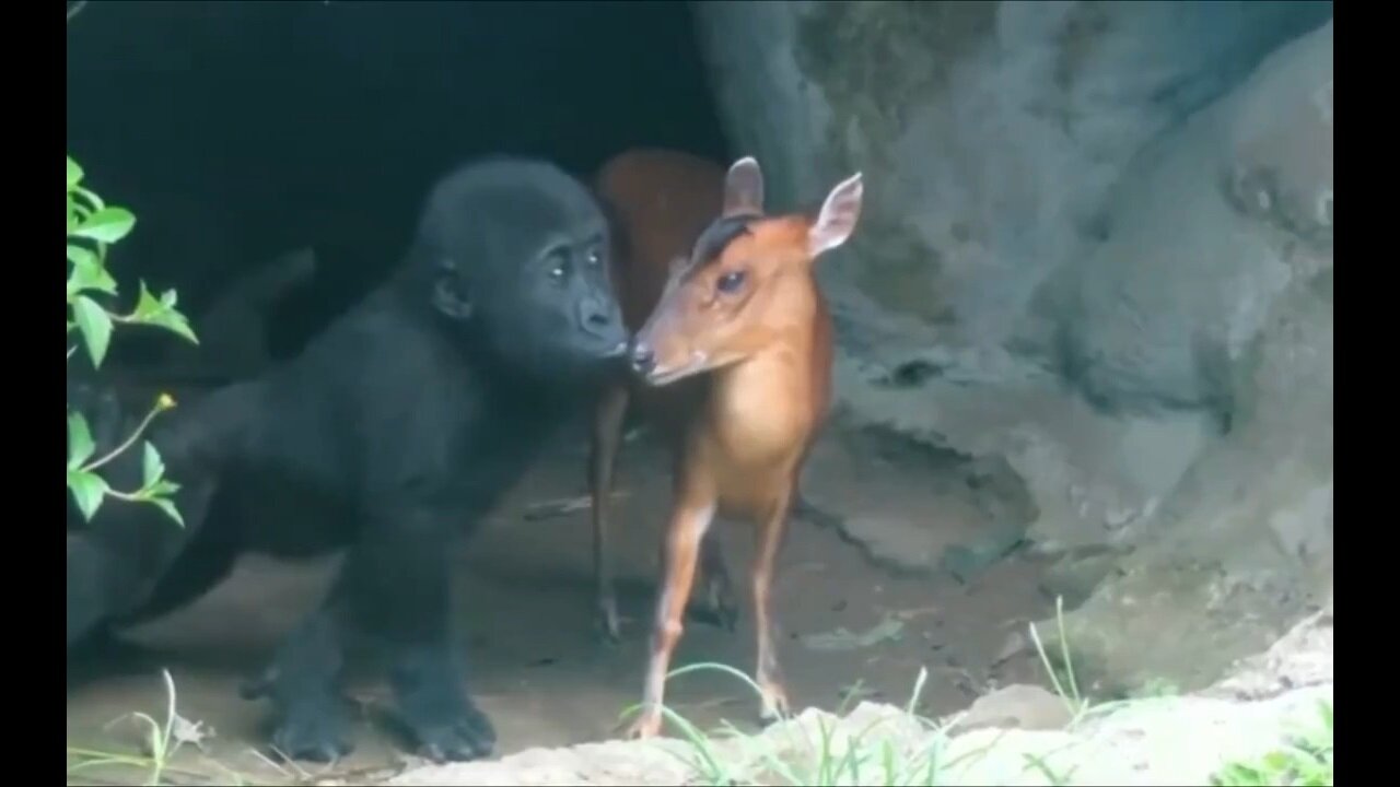 Baby Gorilla Interacts With Baby Deer