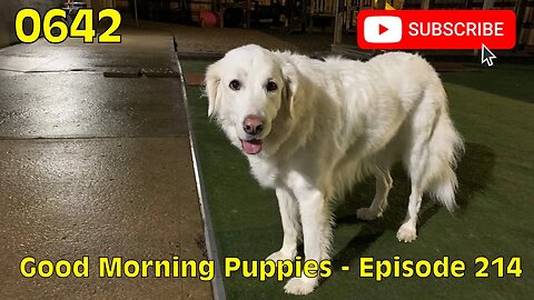 [0642] GOOD MORNING PUPPIES - EPISODE 214 [#dogs #doggos #doggies #puppies #dogdaycare]