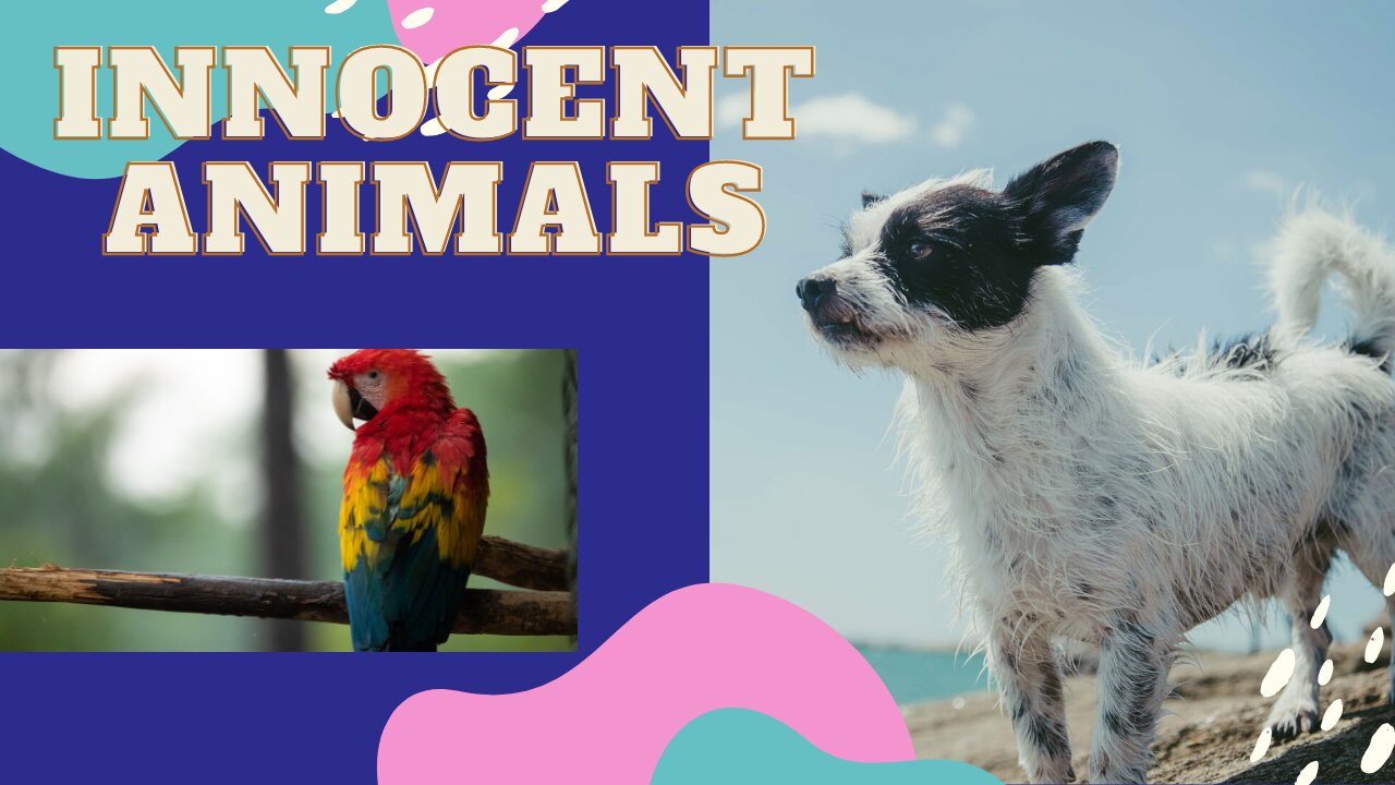 INNOCENT ANIMALS