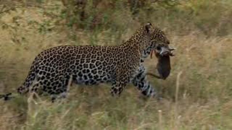 Mother Monkey Fail To Protect Her Baby From Leopard Hunting