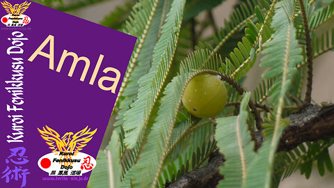 025 - Amla, ayurvedisches Verjüngungsmittel