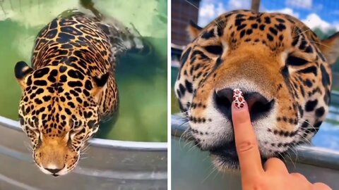 The cute tiger is relaxing in the pool