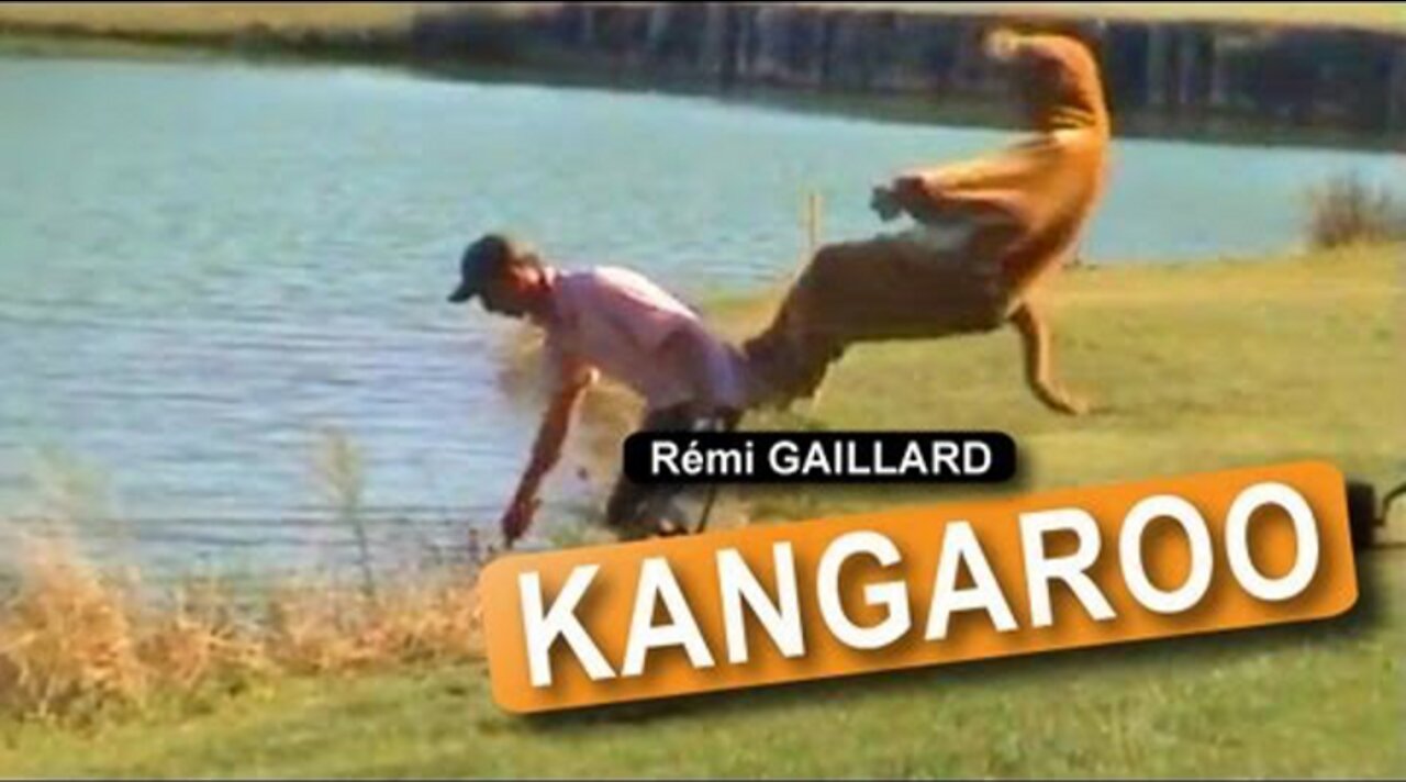 Best KANGAROO compilation mix video Pranks.