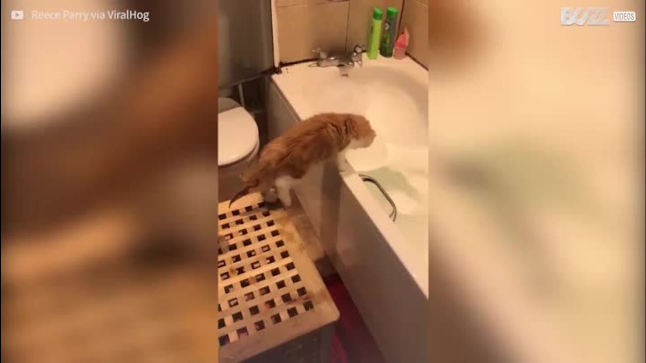 La curiosité de ce chaton le fait tomber à l'eau