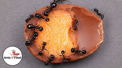 Time Lapse Ant Colony Eating Chocolate Creme Egg