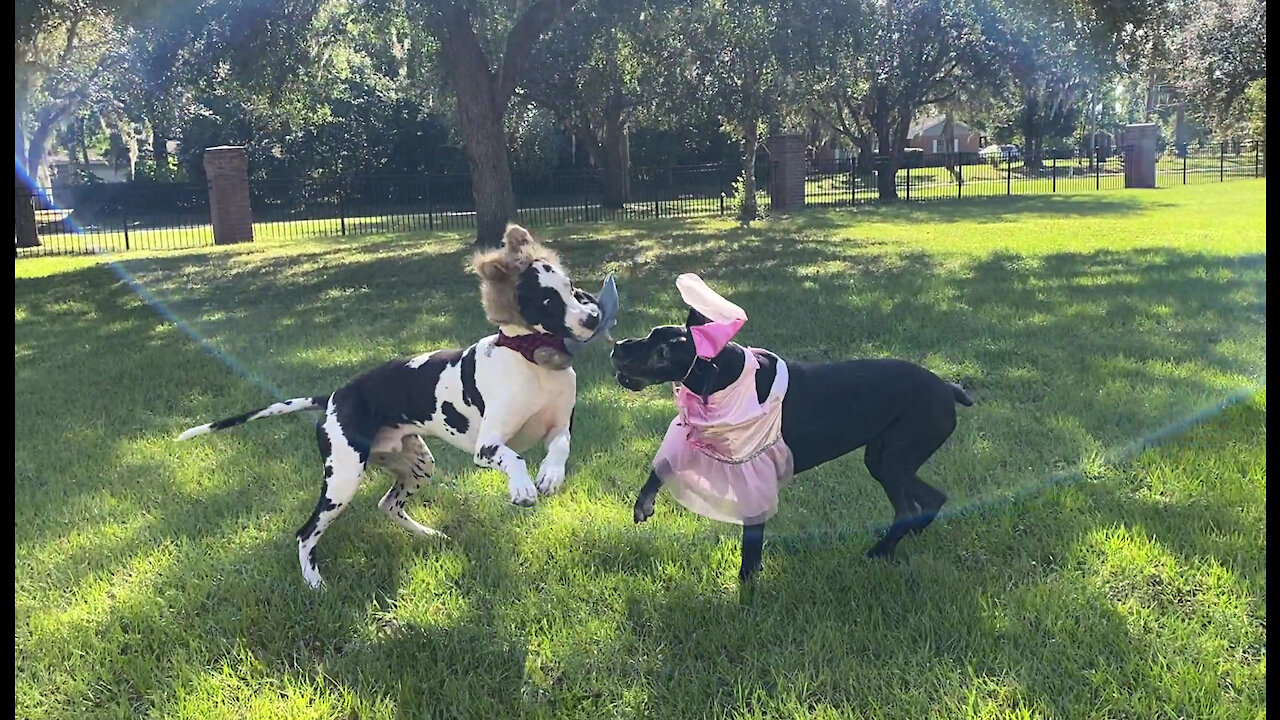 Princess Great Dane Takes Down Werewolf In Halloween Wrestling Match