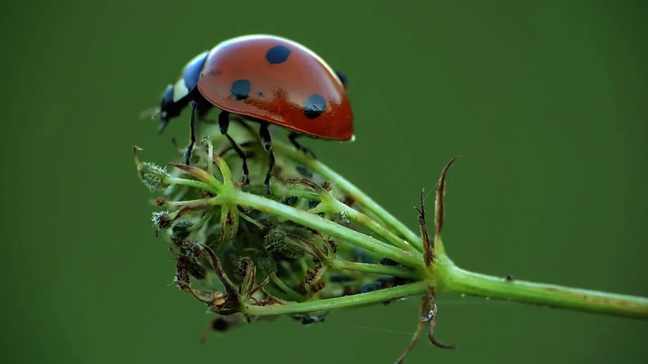Lady Bug #Macro