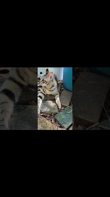 Relaxing in the coolness of the Pixies Spiral Garden... #potagergarden #electroculture #gardening