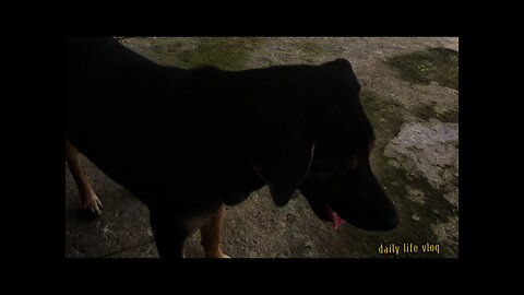 Dogs are easy to love | daily life vlog