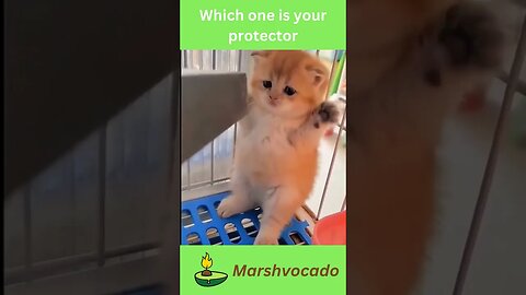 Choose your character #shorts #foryou #cute #fyp #pet #petsoftiktok #cutecat #funnycatvideos