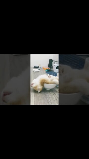 kenapa mereka begitu lucu🥰 #kitten #shortvideo