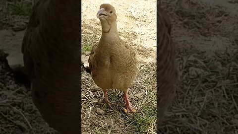 Grey francolin voice