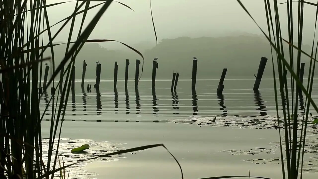 Beachfront B Roll Through the Reeds Free to Use HD Stock Video Footage