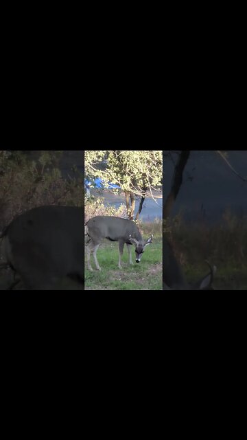and now deer in the backyard right out the back door