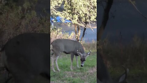 and now deer in the backyard right out the back door