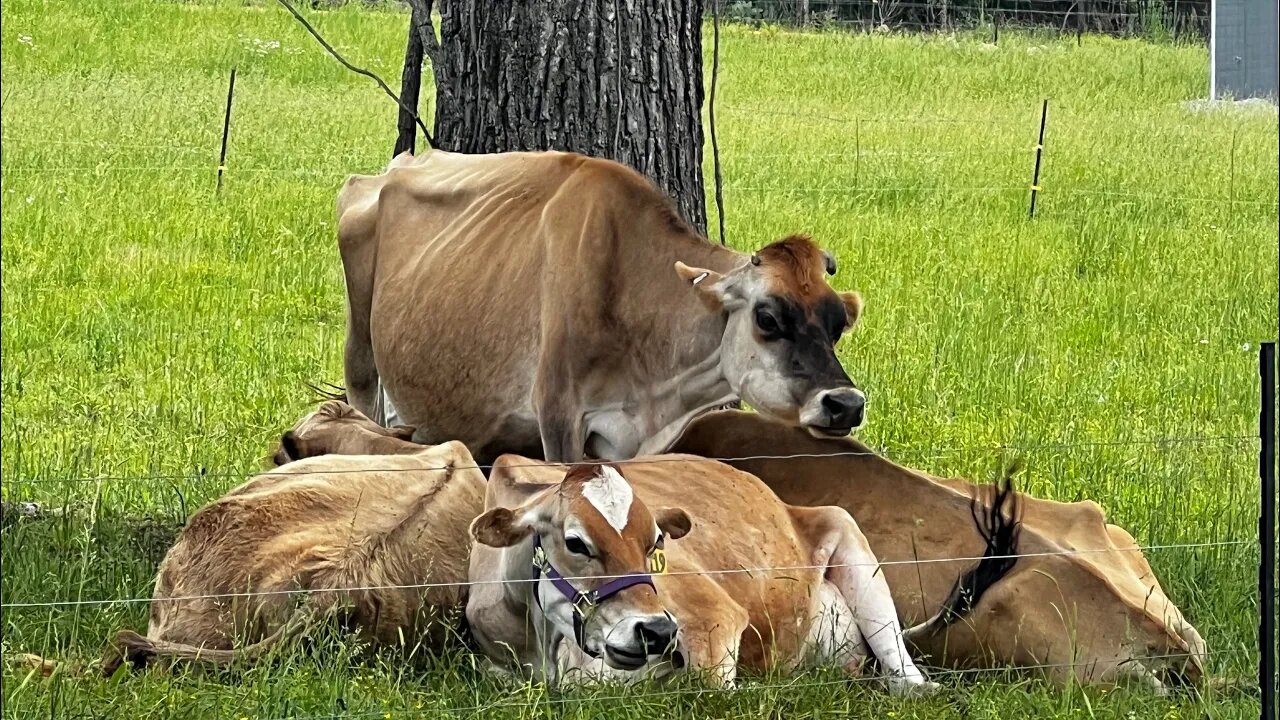 Making Changes to the Jersey Herd | Three Little Goats Homestead Vlog