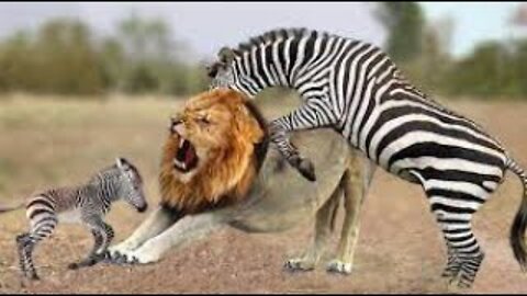 Wild Animals - Lion Vs Zebra, Buffalo, Wildebeest, Wild Dog | king_animals_tv