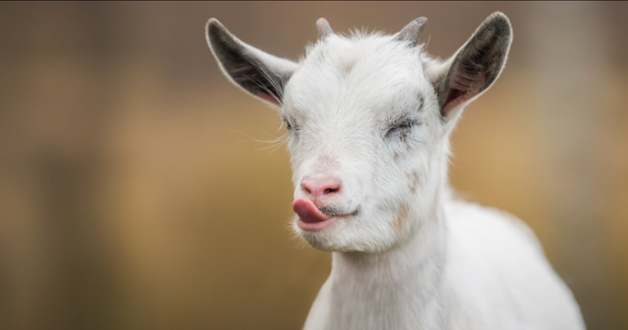 unbelievable what these cute animals know how to do