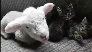 Cordeiro e gatinhos formam uma amizade inesperada